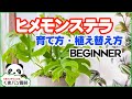 【観葉植物】ヒメモンステラ(姫モンステラ)の育て方【くまパン園芸】