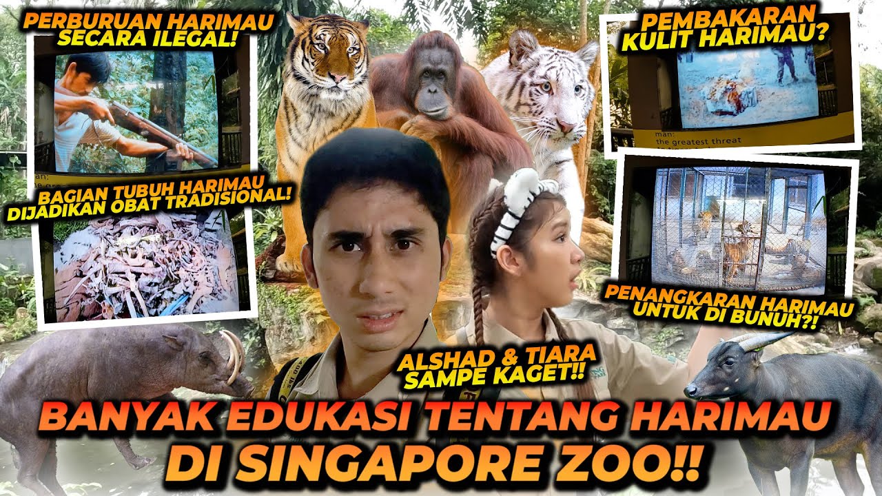 TERNYATA BEGINI PERBURUAN ILEGAL HARIMAU DI DUNIA ! SAMPE ADA YANG PUNAH ! KULIT HARIMAU DIB4K4R !!