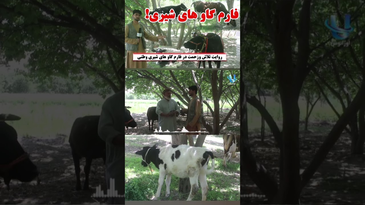 بزرگترین فارم گاوهای وطنی در ولسوالی امام‌صاحب ولایت کندز | گاوهای شیری وگوشتی |
https://youtu.be/esE-jEtyQ7c
 برنامه مکمل درلینک بالا 👆
🐄🌿 در این ویدیو از بزرگترین فارم گاوهای وطنی در ولسوالی امام‌صاحب ولایت کندز دیدن می‌کنید. گاوهای قوی، صحی و چاق در این فارم با روش‌های خوب نگهداری و پرورش داده می‌شوند. مالداری یکی از مهم‌ترین شغل‌های مردم این منطقه بوده و نقش مهمی در اقتصاد خانواده‌ها دارد. 🔥🐂
#گاو_وطنی #فارم_گاو #امام_صاحب #کندز #مالداری #افغانستان #CowFarm #Kunduz #Afghanistan #Viral#Viral