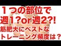 【１つの部位は週1?or週2以上?!】筋肥大・筋力アップに最も効率のいいトレーニング頻度は？