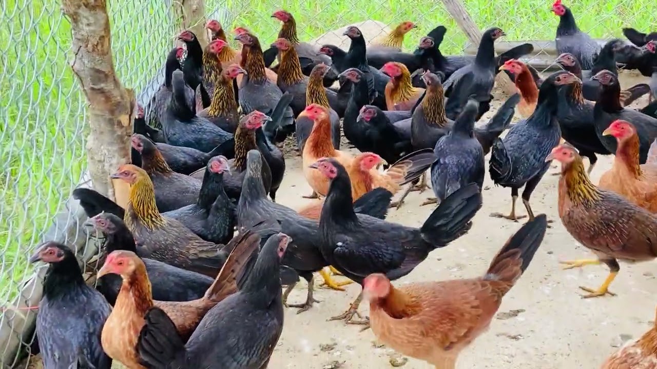 VIDEO COMPLETO MACHERO DE LA LOMA (abuelo Pepito) RD🇩🇴🇵🇷disponible +1 (787) 414-0114