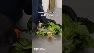 How to Harvest Greens | ZipGrow