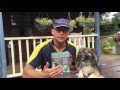 Review Petsafe Elite Little Dog Bark Collar Electic dog collar review Review Petsafe Elite Little Dog Bark Collar Electic dog collar review