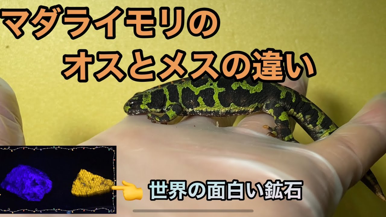 セール マダライモリ2024CBメス マダライモリ その他の中古が安い！激安で譲ります・無料であげます