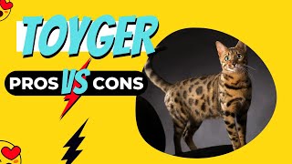 TOYGER Cat  TOP Most Expensive Cats  TOYGER Cats Video