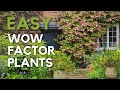 Early summer garden tips  tour  nofuss easy wow factor plants