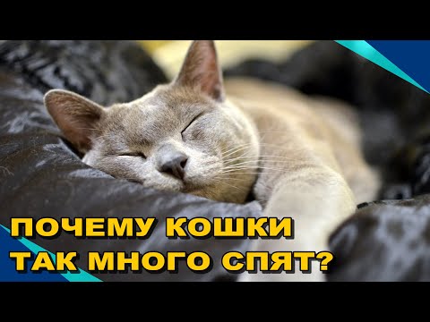 Новые Данные! А Вы Знаете, Почему Кошки Так Много Спят? ¤ НЕОБЫЧАЙНОЕ