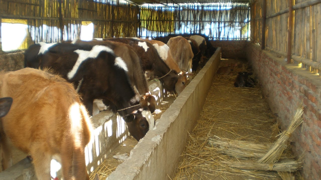 cow farming business plan in nepal pdf