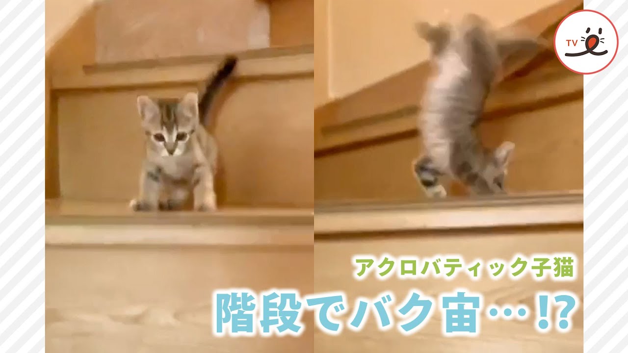 階段で起きたミラクル♪ 】物音に驚いた子猫。土壇場で 階段で起きたミラクル♪ 】物音に驚いた子猫。土壇場で