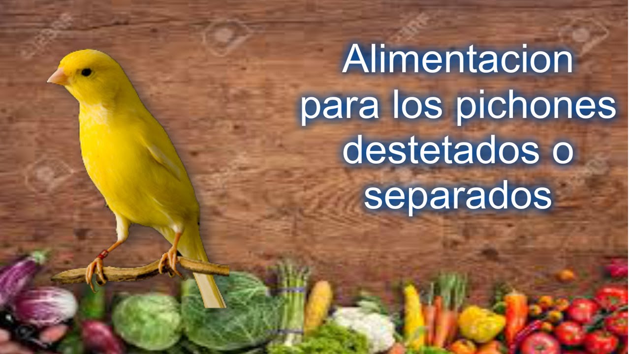 Que alimentación poner a los pichones destetados o separados - YouTube