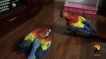 Hai chú Vẹt cắn nhau rất hài hước |BOOMtv