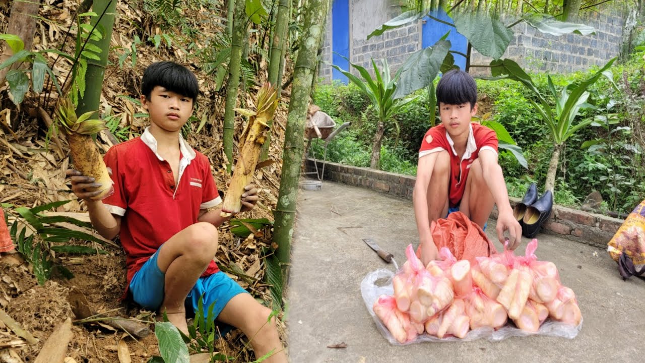 The wandering boy went to the forest to find bamboo shoots to sell to ...