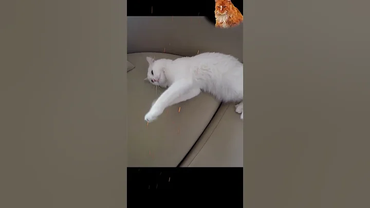 Video 2082021: coon turkish angora manx, turkish angora manx cat, cornish rex manx cat, angora manx cat munchkin, rex manx cat american, american bobtail siamese cat, curl american bobtail siamese, maine coon turkish angora, fight