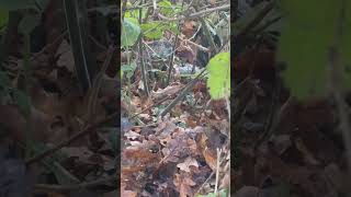 Patterdale And The Squirrel