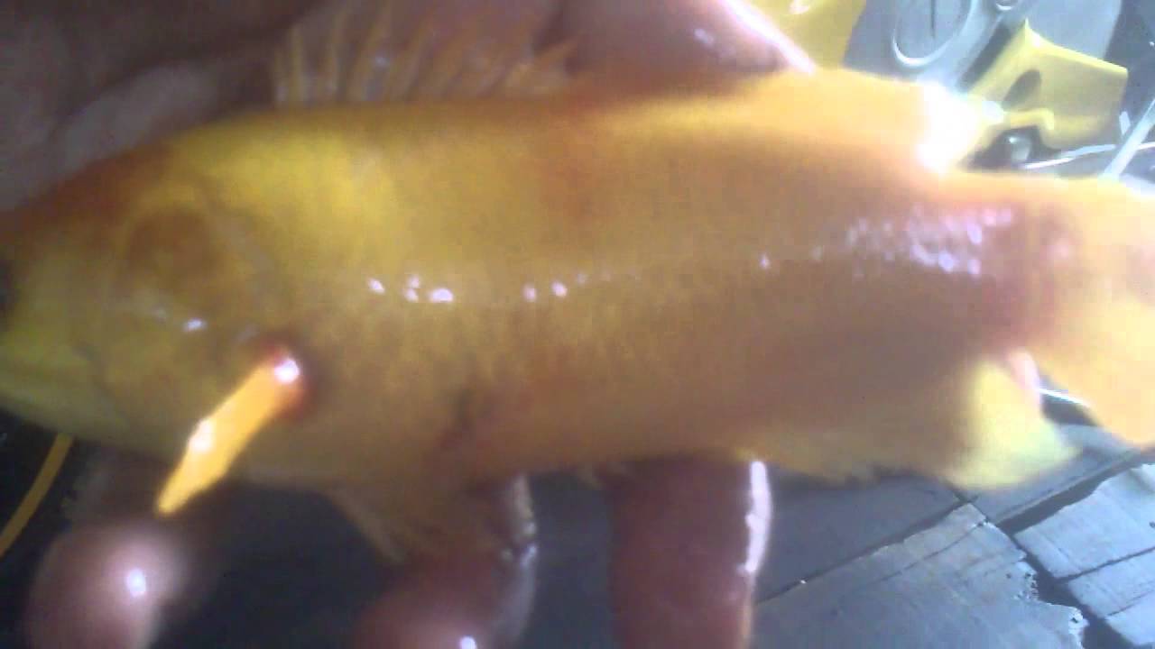  Ikan  papuyu warna  kuning  ASLI di JUAL YouTube
