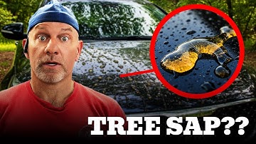Baked-On Tree Sap? We Show You How to Remove It!