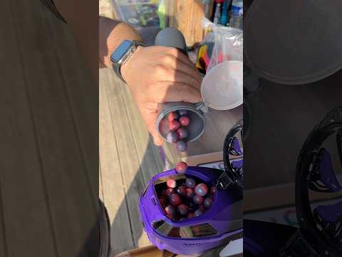 #paintball #starkhpaintball #speedball #asmr