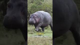 Hippopotamus Top Speed By Art Ryan