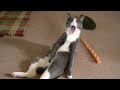 My CATS FUNNY VIDEOS  to watch.