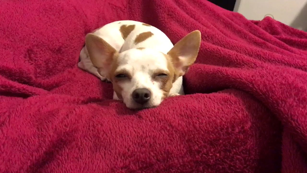 I love this blanket ️Baby chihuahua ️ YouTube