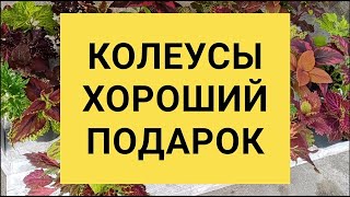 Колеусы хороший подарок