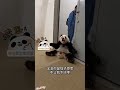 Cute Panda #panda #pandas  #fyp #shorts #aipanda #youtubeshorts  #trending  #shahichannel #ai #014