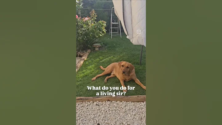 What do you do for a living Sir? #dog #funny #funnydog #funnypets #labrador #cutepets #fyp #fypシ