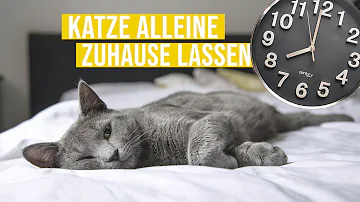 Kann ich meine Katze über Nacht alleine lassen?