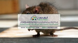 شركة مكافحة فئران في رأس الخيمة (0567667142) افضل شركات مكافحة الفئران ، القوارض في رأس الخيمة