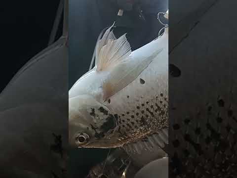 الفيديو دا تحدى لعبده عبداللاه شوف الاحجام بتاع السمك كل يوم