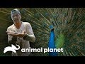 Três encontros com animais especialmente raros e belos | Perdido na Ásia | Animal Planet Brasil