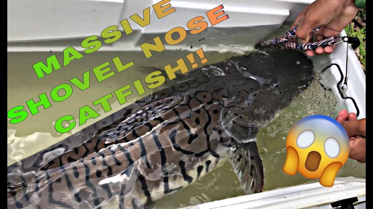 RARE CATFISH CAUGHT IN MIAMI MUST SEE MASSIVE SIZE CATCH EM ALL'S