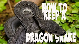 Amazing rare Dragon Snake and how to keep them happy and Alive.