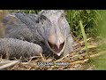 10 StraNgEst Animals You Didn't Know Existed !!!😮😮