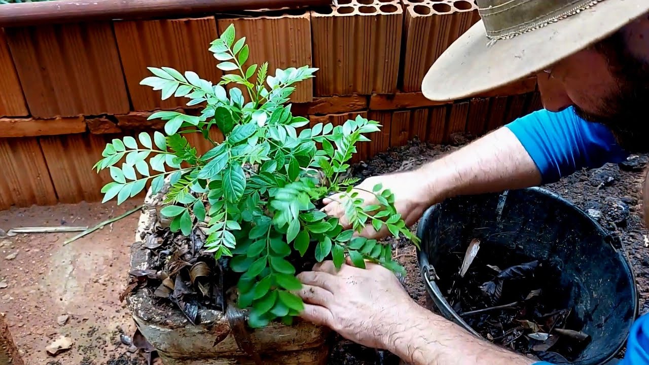 COMO PREPARAR UM VASO PARA PLANTIO E COMO PLANTAR UMA MUDA FRUTÍFERA?? (TUTORIAL COMPLETO).