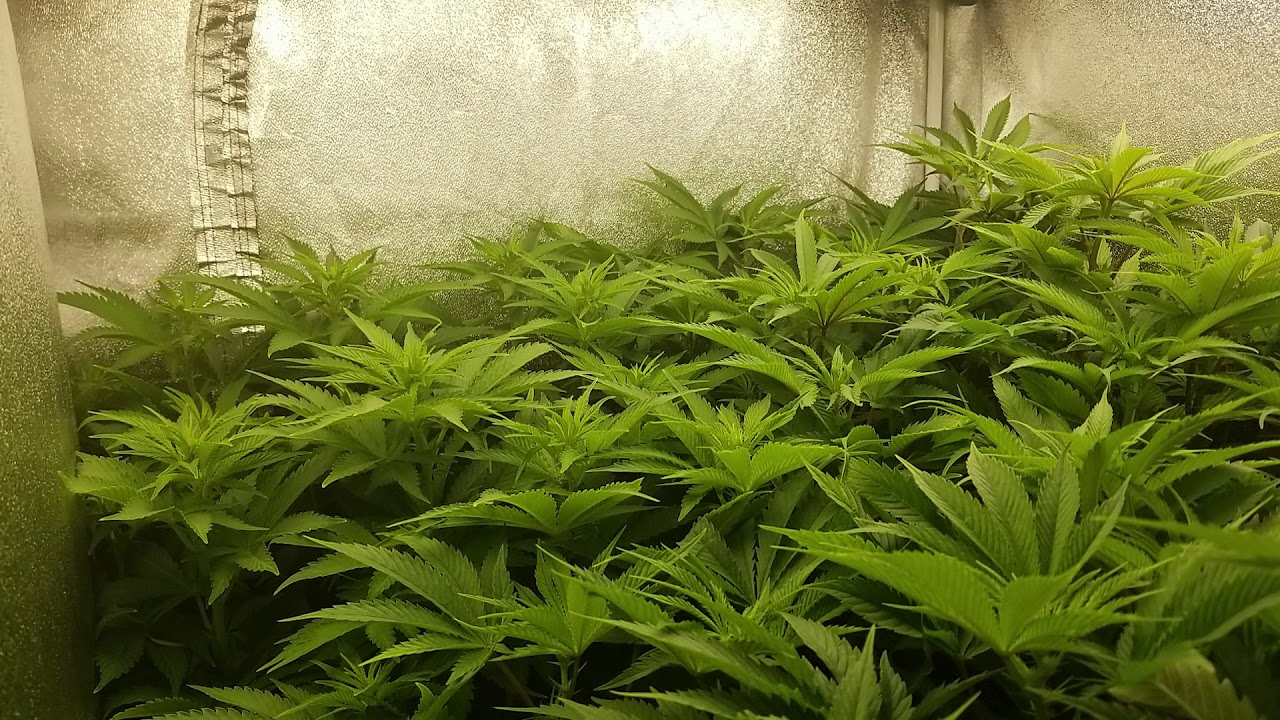 Flowering Gobstopper, DUI, Cookie Kush, Under Quantum Boards.