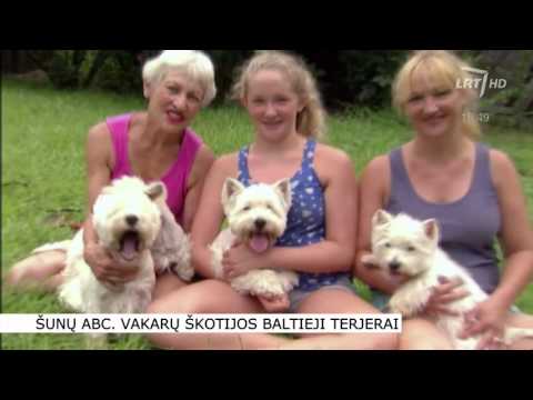 Video: Kaip Užauginti žaislinį Terjerą