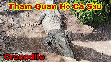 Tham Quan Hồ cá sấu - Khu Du Lịch Suối Nước Nóng Bình Châu Tỉnh Bà Rịa Vũng Tàu
