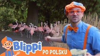 Wycieczka do zoo | Blippi po polsku | Nauka i zabawa dla dzieci
