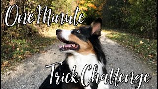 How Smart are Australian Shepherds: One Minute Trick Challenge by Animal Scholar 6,688 views 4 years ago 4 minutes, 8 seconds