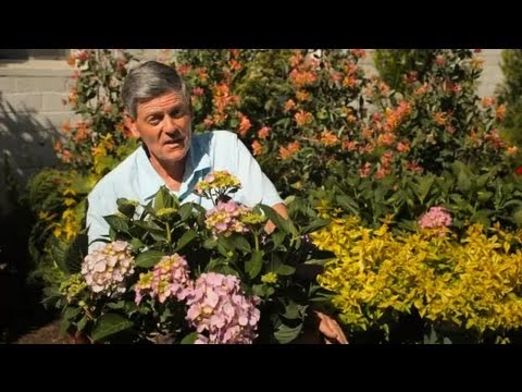 Video: Co jsou hortenzie mophead: Jak vypěstovat keř hortenzie mophead