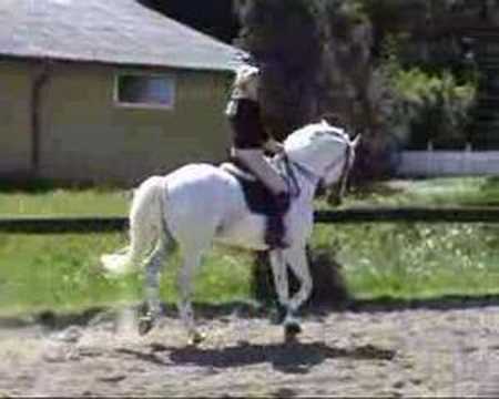 Stallion WHITE TALISMAN For Sale 