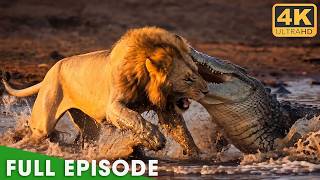 Survival Has No Mercy: The World's Deadliest Battles (FULL EPISODE)  | Nature Animal documentary