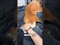 This Girl Has a Pet Fox 🦊😱 #shorts
