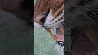 Diego! What does a wild tiger sound like?