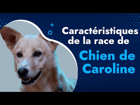 Vidéo: Le dingo américain: qu'est-ce qu'un chien de la Caroline?