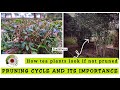 PRUNING CYCLE AND ITS IMPORTANCE ||TEA CULTIVATION BASICS||CHAI KI KHETI