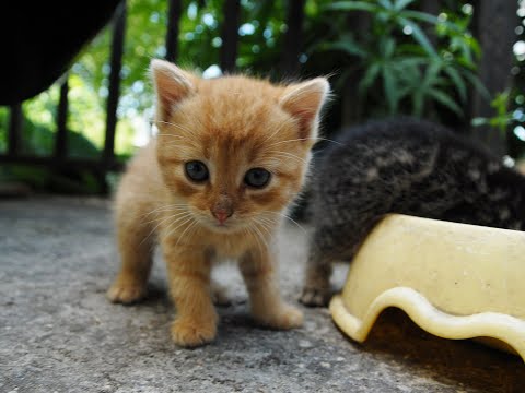 Video: Kai Kačiukai Keičia Dantis