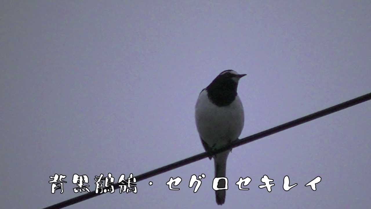 鳴き声 セキレイ