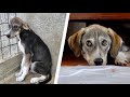 Scared rescue dog from shelter to home